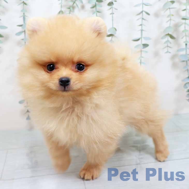 新潟県のポメラニアン (ペットプラス 新潟南店/2025年11月19日生まれ/男の子/クリーム)の子犬の2枚目の画像