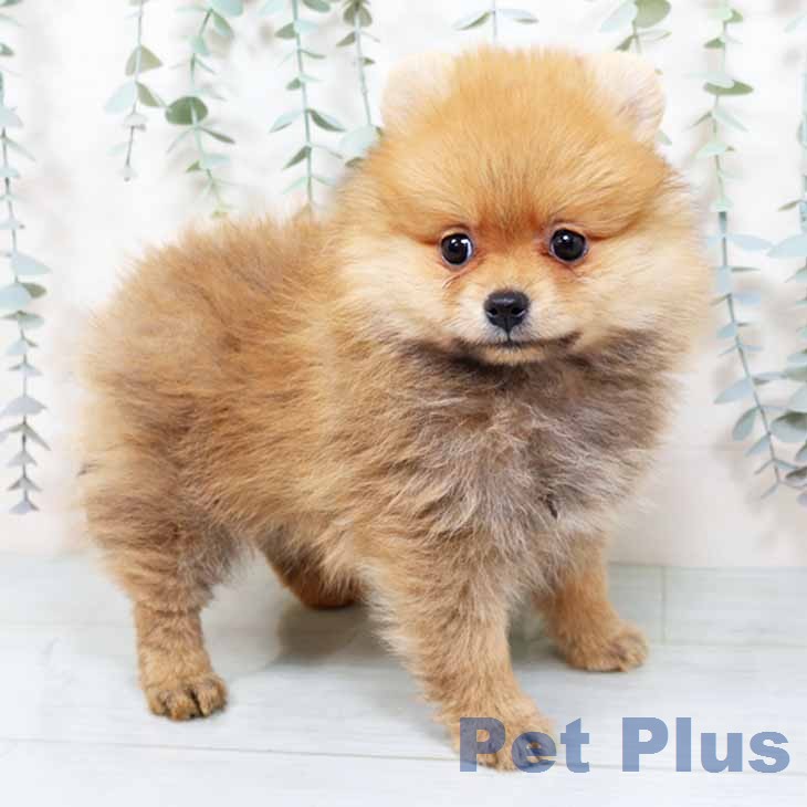 京都府のポメラニアン (ペットプラス 京都桂川店/2025年11月19日生まれ/女の子/オレンジ)の子犬の1枚目の画像
