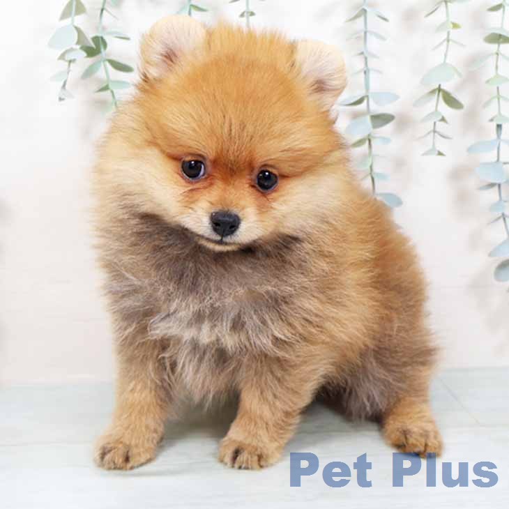京都府のポメラニアン (ペットプラス 京都桂川店/2025年11月19日生まれ/女の子/オレンジ)の子犬の2枚目の画像