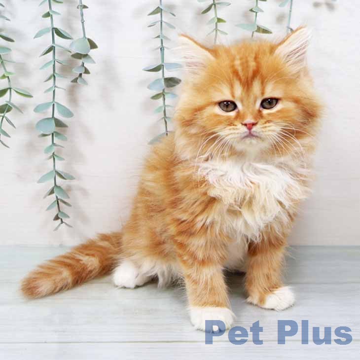 京都府のラガマフィン (ペットプラス イオンモールKYOTO店/2025年11月21日生まれ/男の子/レッドタビーホワイト)の子猫の1枚目の画像