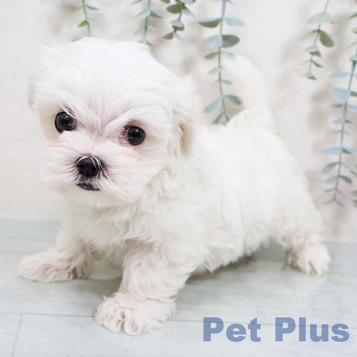奈良県のマルチーズ (ペットプラス 大和郡山店/2025年11月20日生まれ/女の子/ホワイト)の子犬の1枚目の画像