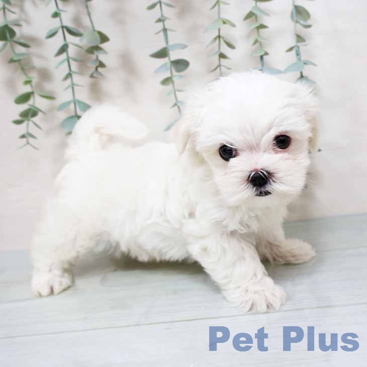 奈良県のマルチーズ (ペットプラス 大和郡山店/2025年11月20日生まれ/女の子/ホワイト)の子犬の2枚目の画像