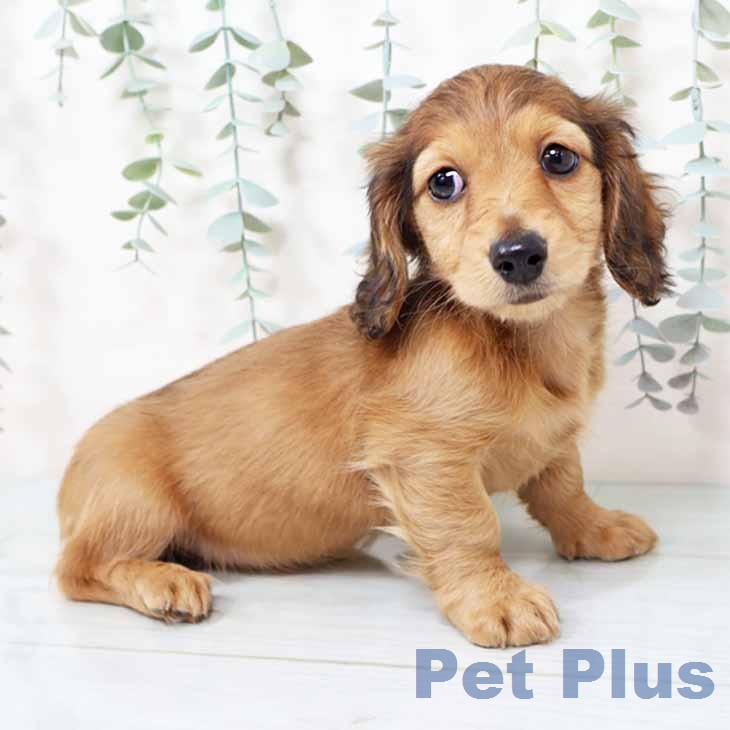 新潟県のミニチュアダックスフンド(ロング) (ペットプラス 新潟南店/2025年11月19日生まれ/女の子/レッド)の子犬の1枚目の画像