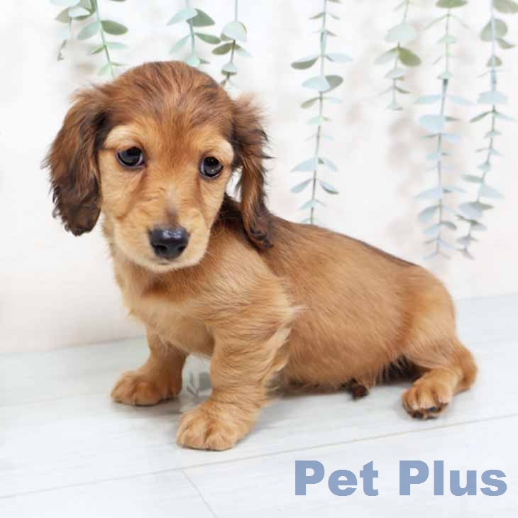 新潟県のミニチュアダックスフンド(ロング) (ペットプラス 新潟南店/2025年11月19日生まれ/女の子/レッド)の子犬の2枚目の画像