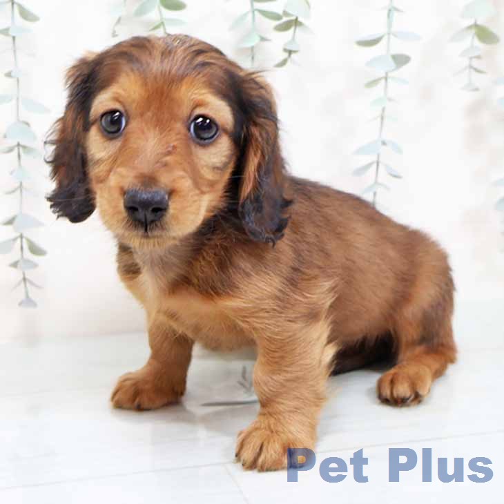 大阪府のミニチュアダックスフンド(ロング) (ペットプラス 堺北花田店/2025年11月19日生まれ/男の子/レッド)の子犬の1枚目の画像