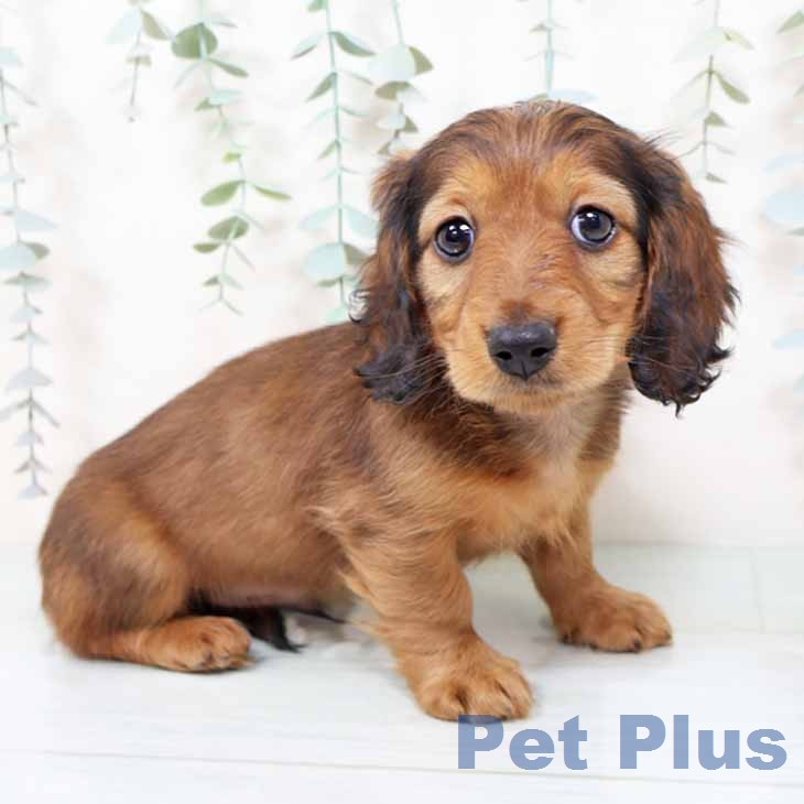 大阪府のミニチュアダックスフンド(ロング) (ペットプラス 堺北花田店/2025年11月19日生まれ/男の子/レッド)の子犬の2枚目の画像