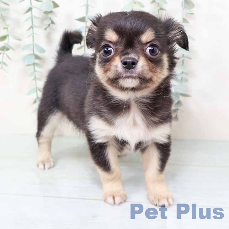 兵庫県のチワワ(ロング) (ペットプラス 明石店/2025年11月21日生まれ/男の子/ブラックタンホワイト)の子犬の1枚目の画像