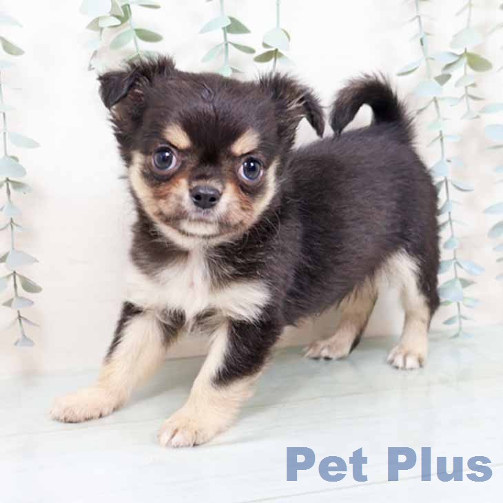 兵庫県のチワワ(ロング) (ペットプラス 明石店/2025年11月21日生まれ/男の子/ブラックタンホワイト)の子犬の2枚目の画像