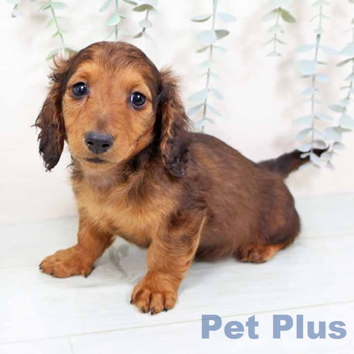 大阪府のカニンヘンダックスフンド(ロング) (ペットプラス 大阪ドームシティ店/2025年11月18日生まれ/男の子/レッド)の子犬の1枚目の画像