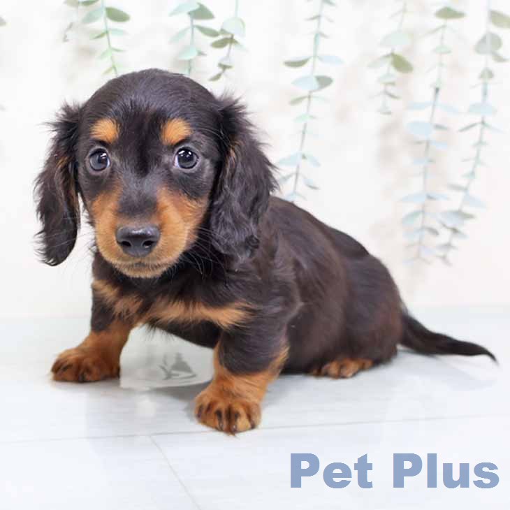 兵庫県のカニンヘンダックスフンド(ロング) (ペットプラス 明石店/2025年11月18日生まれ/男の子/ブラックタン)の子犬の1枚目の画像