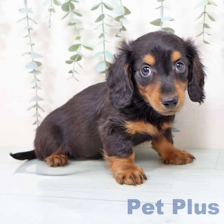 兵庫県のカニンヘンダックスフンド(ロング) (ペットプラス 明石店/2025年11月18日生まれ/男の子/ブラックタン)の子犬の2枚目の画像