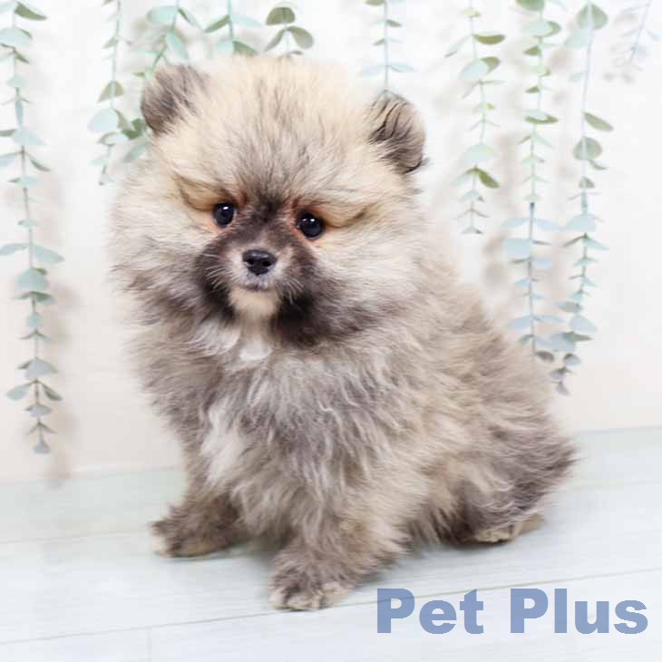 大阪府のポメラニアン (ペットプラス りんくう泉南店/2025年11月15日生まれ/男の子/クリームセーブル)の子犬の2枚目の画像
