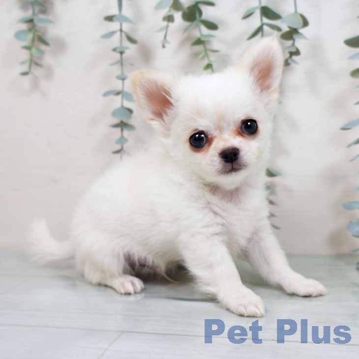 大阪府のチワワ(ロング) (ペットプラス ららぽーと和泉店/2025年11月23日生まれ/男の子/ホワイトクリーム)の子犬の1枚目の画像