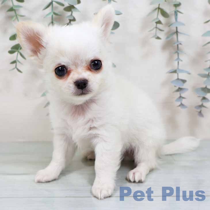 大阪府のチワワ(ロング) (ペットプラス ららぽーと和泉店/2025年11月23日生まれ/男の子/ホワイトクリーム)の子犬の2枚目の画像