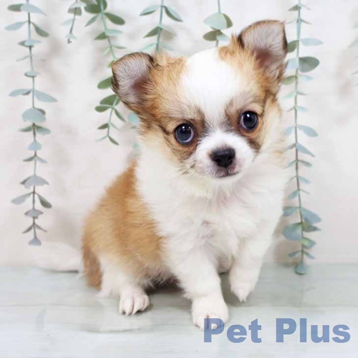 京都府のチワワ(ロング) (ペットプラス 京都桂川店/2025年11月23日生まれ/男の子/ホワイトレッド)の子犬の1枚目の画像