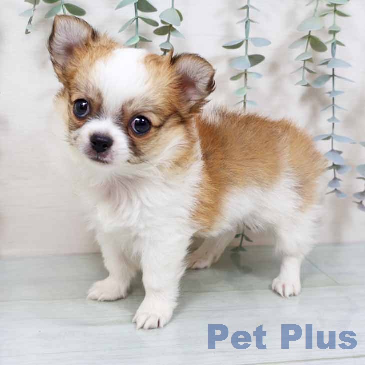 京都府のチワワ(ロング) (ペットプラス 京都桂川店/2025年11月23日生まれ/男の子/ホワイトレッド)の子犬の2枚目の画像