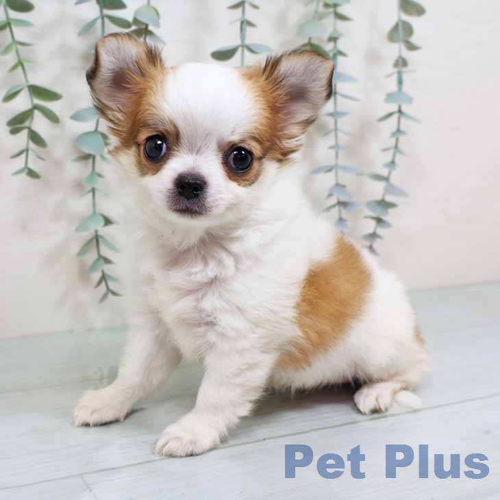 兵庫県のチワワ(ロング) (ペットプラス 神戸三宮店/2025年11月23日生まれ/女の子/ホワイトレッド)の子犬の1枚目の画像