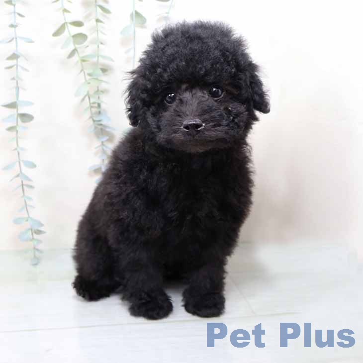 大阪府のトイプードル(トイ) (ペットプラス りんくう泉南店/2025年11月20日生まれ/男の子/ブラック)の子犬