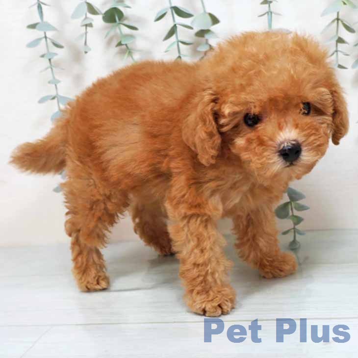 兵庫県のトイプードル(トイ) (ペットプラス 明石店/2025年11月24日生まれ/男の子/アプリコット)の子犬の2枚目の画像