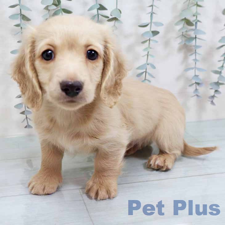 大阪府のミニチュアダックスフンド(ロング) (ペットプラス 大阪ドームシティ店/2025年11月22日生まれ/男の子/イエロー)の子犬の1枚目の画像