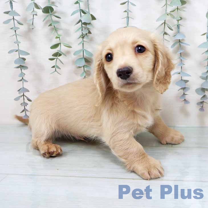 大阪府のミニチュアダックスフンド(ロング) (ペットプラス 大阪ドームシティ店/2025年11月22日生まれ/男の子/イエロー)の子犬の2枚目の画像