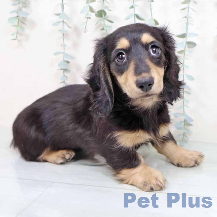 和歌山県のミニチュアダックスフンド(ロング) (ペットプラス 和歌山店/2025年11月22日生まれ/女の子/ブラックイエロー)の子犬の1枚目の画像