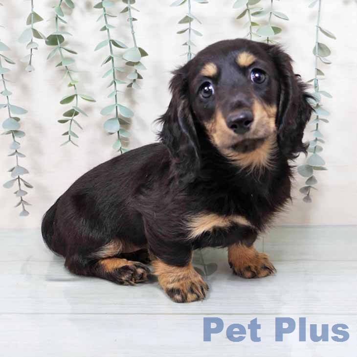 京都府のミニチュアダックスフンド(ロング) (ペットプラス 久御山店/2025年11月22日生まれ/女の子/ブラックイエロー)の子犬の1枚目の画像