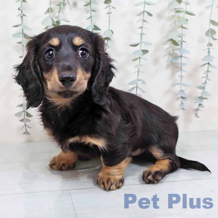 京都府のミニチュアダックスフンド(ロング) (ペットプラス 久御山店/2025年11月22日生まれ/女の子/ブラックイエロー)の子犬の2枚目の画像