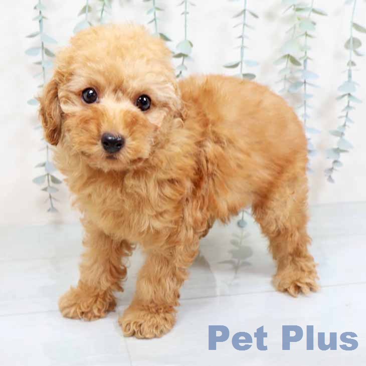大阪府のトイプードル(トイ) (ペットプラス 大阪ドームシティ店/2025年11月18日生まれ/男の子/レッドフォーン)の子犬の1枚目の画像