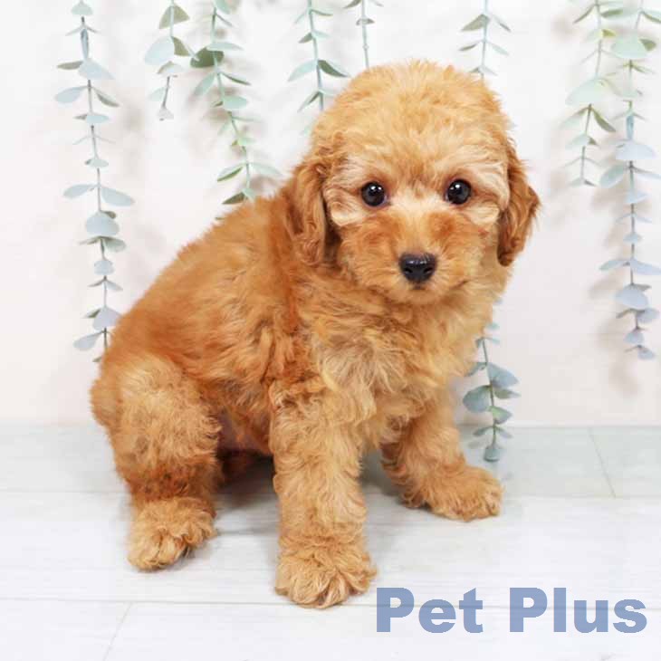 大阪府のトイプードル(トイ) (ペットプラス 大阪ドームシティ店/2025年11月18日生まれ/男の子/レッドフォーン)の子犬の2枚目の画像