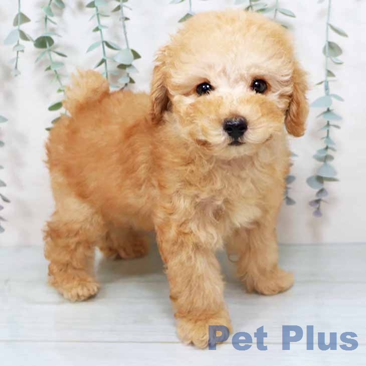 大阪府のトイプードル(トイ) (ペットプラス りんくう泉南店/2025年11月18日生まれ/男の子/オレンジフォーン)の子犬