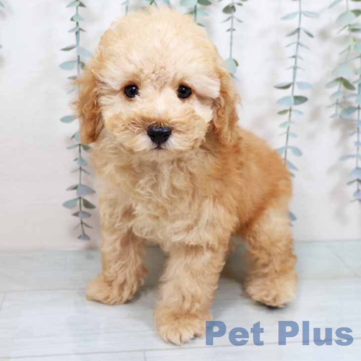 大阪府のトイプードル(トイ) (ペットプラス ららぽーと和泉店/2025年11月18日生まれ/男の子/オレンジフォーン)の子犬の1枚目の画像