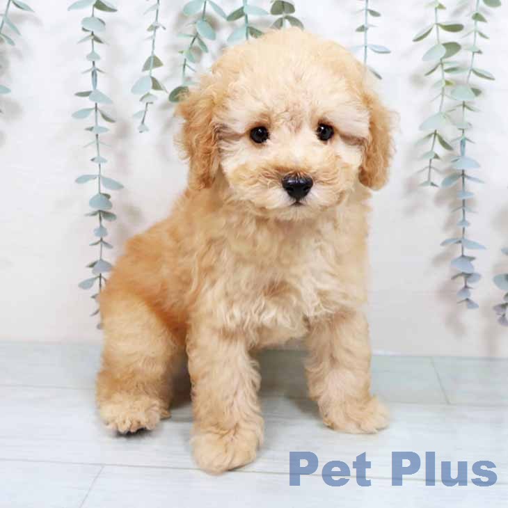大阪府のトイプードル(トイ) (ペットプラス ららぽーと和泉店/2025年11月18日生まれ/男の子/オレンジフォーン)の子犬の2枚目の画像