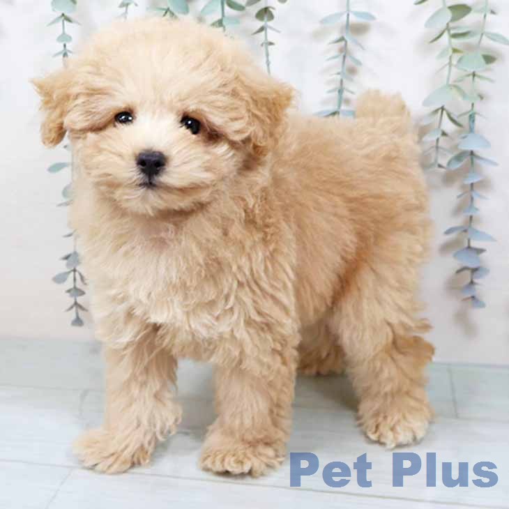 和歌山県のトイプードル(トイ) (ペットプラス 和歌山店/2025年11月18日生まれ/男の子/ペールフォーン)の子犬の1枚目の画像