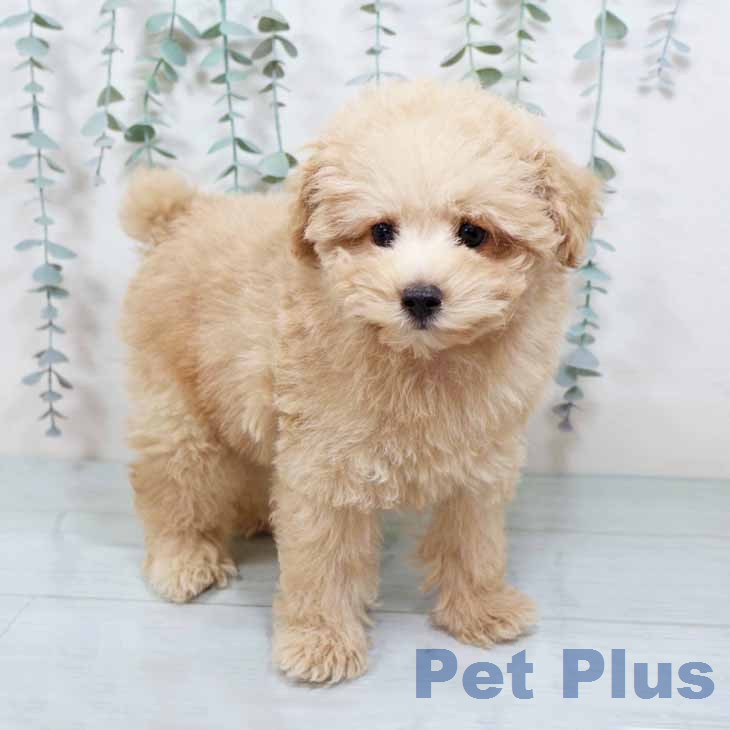 和歌山県のトイプードル(トイ) (ペットプラス 和歌山店/2025年11月18日生まれ/男の子/ペールフォーン)の子犬の2枚目の画像