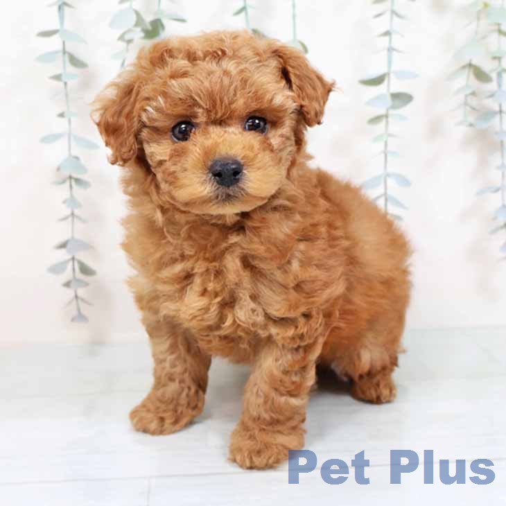 兵庫県のトイプードル(トイ) (ペットプラス 神戸三宮店/2025年11月24日生まれ/男の子/レッド)の子犬の2枚目の画像