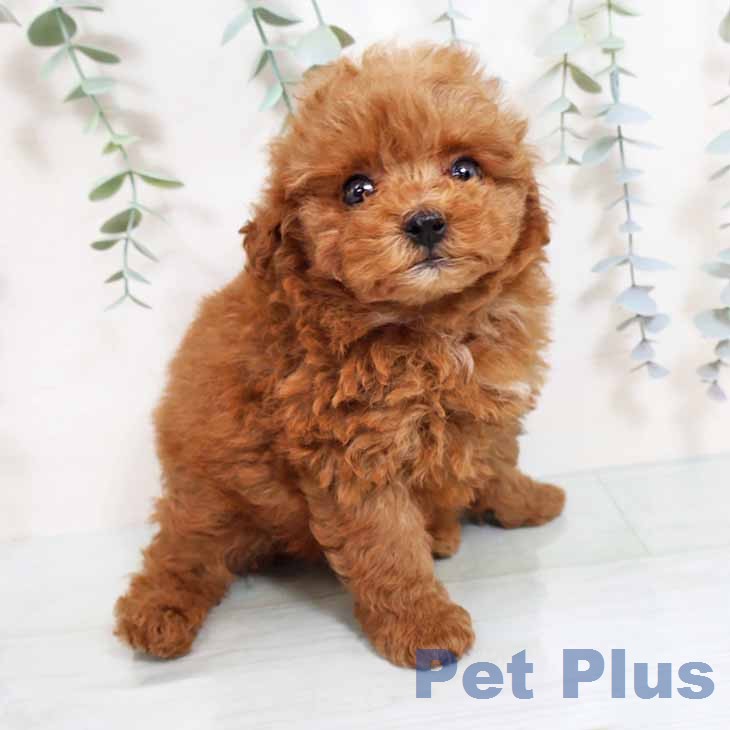 大阪府のトイプードル(トイ) (ペットプラス ららぽーと和泉店/2025年11月24日生まれ/女の子/レッド)の子犬の1枚目の画像