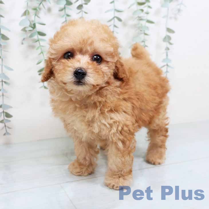 大阪府のトイプードル(トイ) (ペットプラス イオン大日店/2025年11月24日生まれ/女の子/アプリコット)の子犬