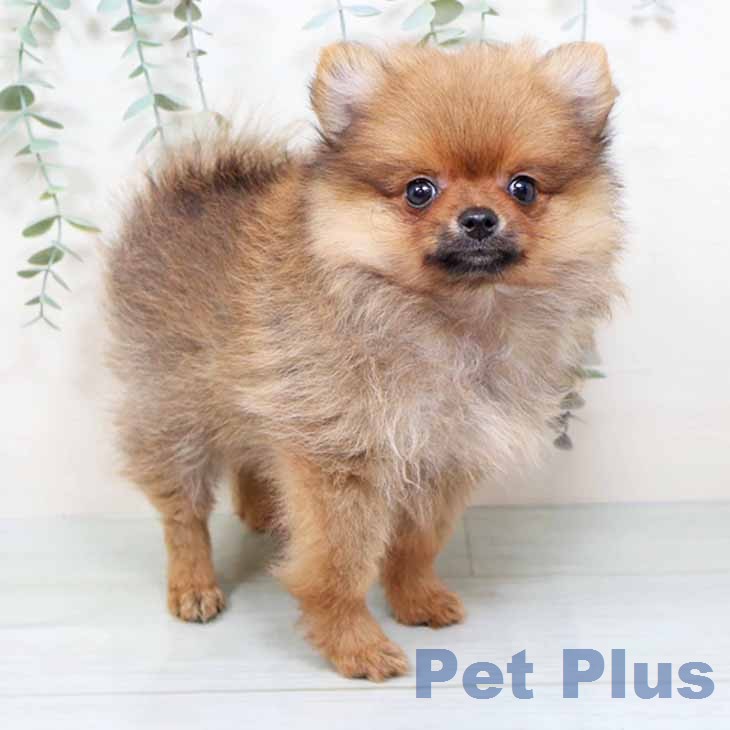 大阪府のポメラニアン (ペットプラス ららぽーと和泉店/2025年11月17日生まれ/女の子/オレンジセーブル)の子犬の1枚目の画像