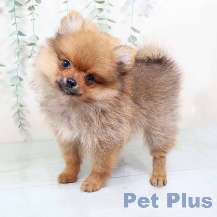 大阪府のポメラニアン (ペットプラス ららぽーと和泉店/2025年11月17日生まれ/女の子/オレンジセーブル)の子犬の2枚目の画像
