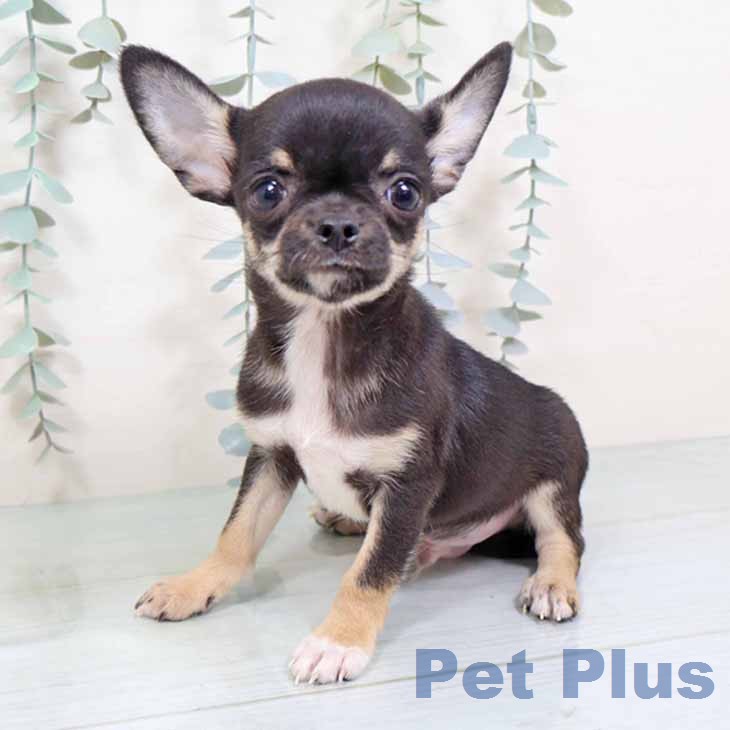 大阪府のチワワ(ロング) (ペットプラス イオン大日店/2025年11月23日生まれ/男の子/ブラックタン)の子犬