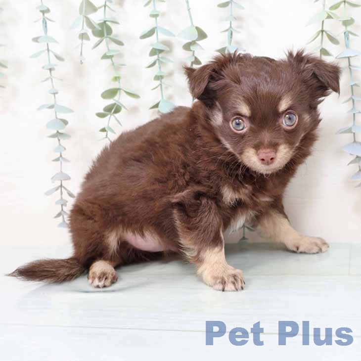 京都府のチワワ(ロング) (ペットプラス 醍醐店/2025年11月13日生まれ/男の子/チョコレートタンホワイト)の子犬の1枚目の画像