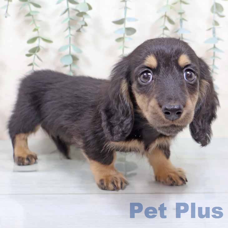 新潟県のミニチュアダックスフンド(ロング) (ペットプラス 新潟南店/2025年11月26日生まれ/男の子/ブラックイエロー)の子犬