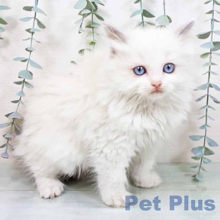 大阪府のラグドール (ペットプラス 鶴見店/2025年11月12日生まれ/女の子/ブルーポイントバイカラー)の子猫の2枚目の画像