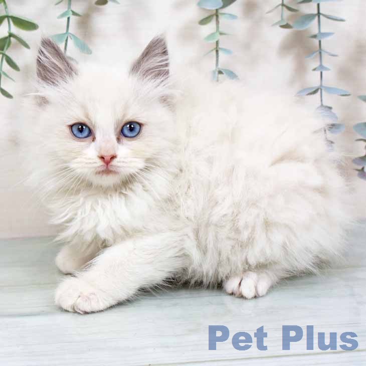 京都府のラグドール (ペットプラス 京都桂川店/2025年11月25日生まれ/女の子/ブルーポイントバイカラー)の子猫の2枚目の画像
