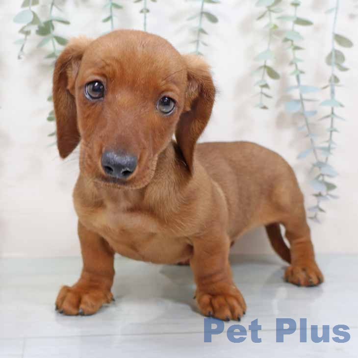 奈良県のミニチュアダックスフンド(ロング) (ペットプラス 大和郡山店/2025年11月5日生まれ/男の子/レッド)の子犬の1枚目の画像