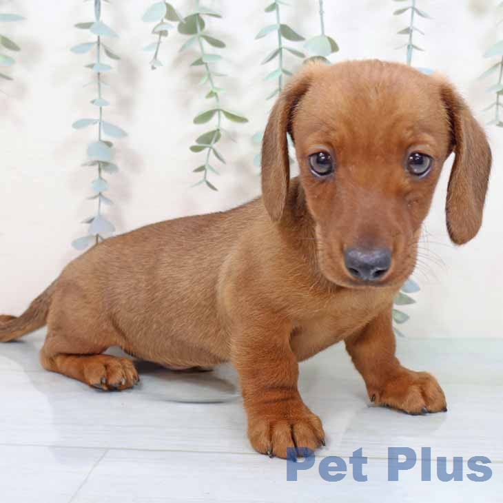 奈良県のミニチュアダックスフンド(ロング) (ペットプラス 大和郡山店/2025年11月5日生まれ/男の子/レッド)の子犬の2枚目の画像