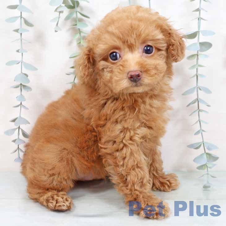 京都府のトイプードル(トイ) (ペットプラス 京都桂川店/2025年11月25日生まれ/男の子/レッドフォーン)の子犬の1枚目の画像