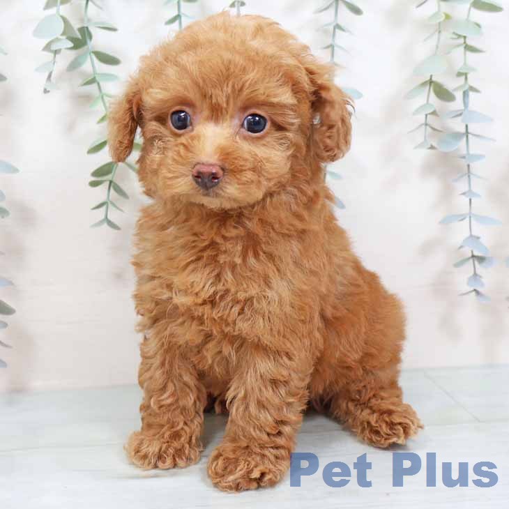 京都府のトイプードル(トイ) (ペットプラス 京都桂川店/2025年11月25日生まれ/男の子/レッドフォーン)の子犬の2枚目の画像