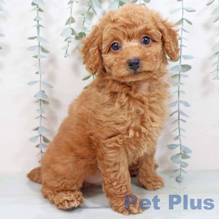 新潟県のトイプードル(トイ) (ペットプラス 新潟南店/2025年11月25日生まれ/男の子/レッドフォーン)の子犬